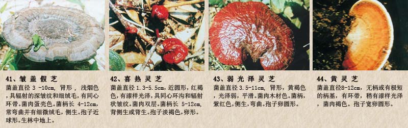 圖片關鍵詞 圖片關鍵詞