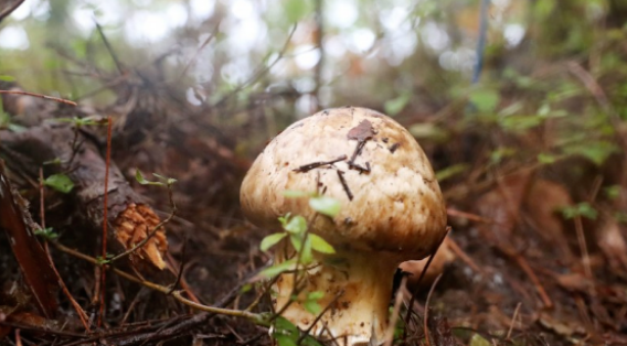 圖片關(guān)鍵詞 https://mmbiz.qpic.cn/mmbiz_png/ib6gHnfia6OolNakkZbibNXSFqx9V5fZlzrU6DoELpic3HLfFCaicgogqKTD0HdktkD77muQM2AC0m9EH7chWlxa79Q/640?wx_fmt=png